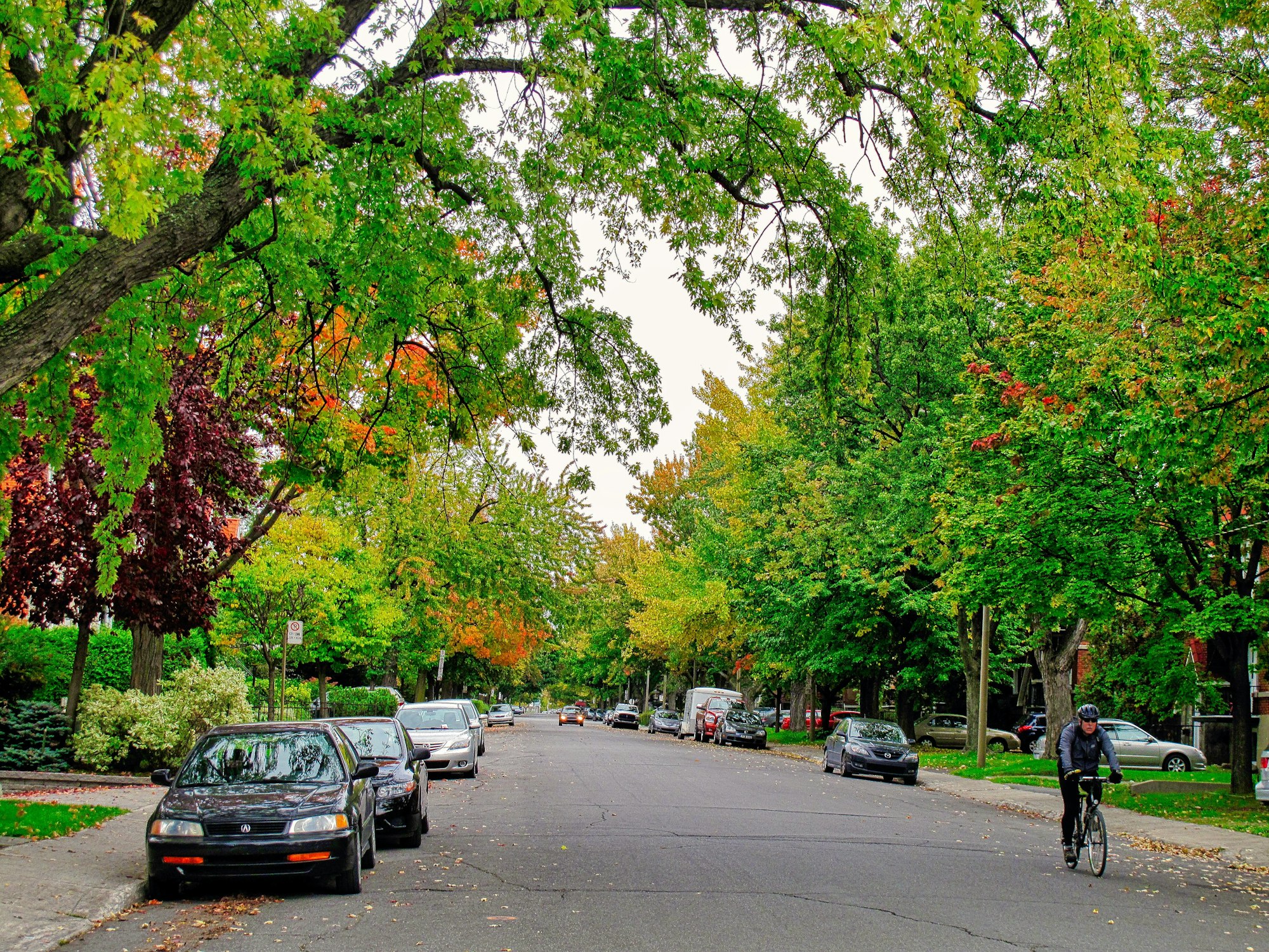A quiet tree lined residential street in Montreal under a mature canopy